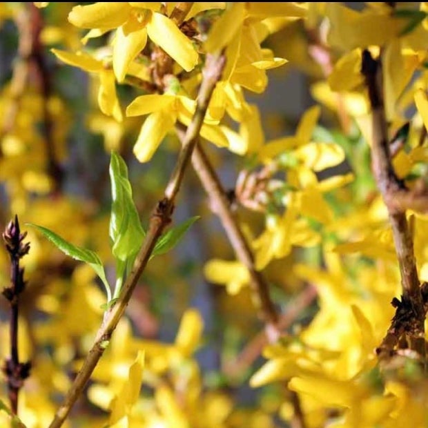 Forsythia The Cut Flower Collab forsythia-the-cut-flower-collab